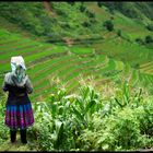 Arbeiterin beim Blick auf die Reisfelder, Vietnam 2012