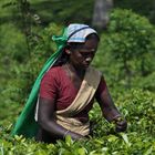 Arbeiterin der Teeplantagen (2)