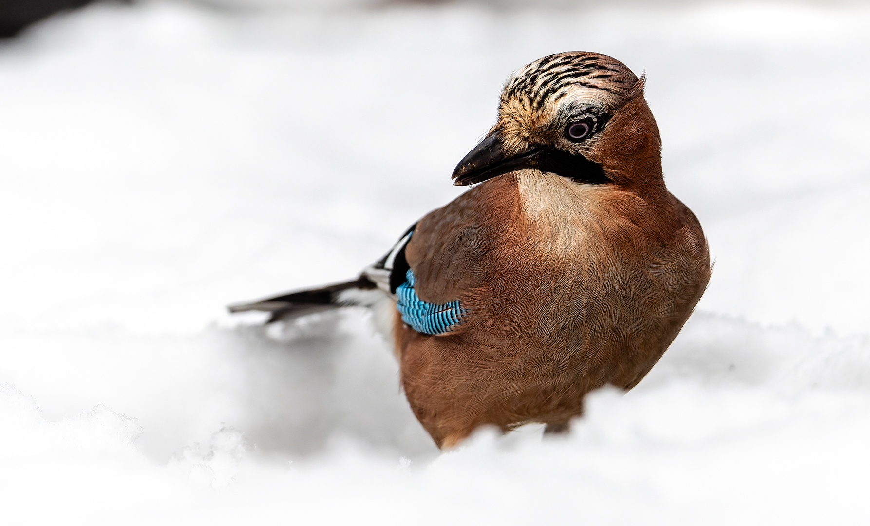 Arbeitet auch wenn Schnee liegt