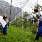 Arbeitsaufteilung bei der Apfelernte