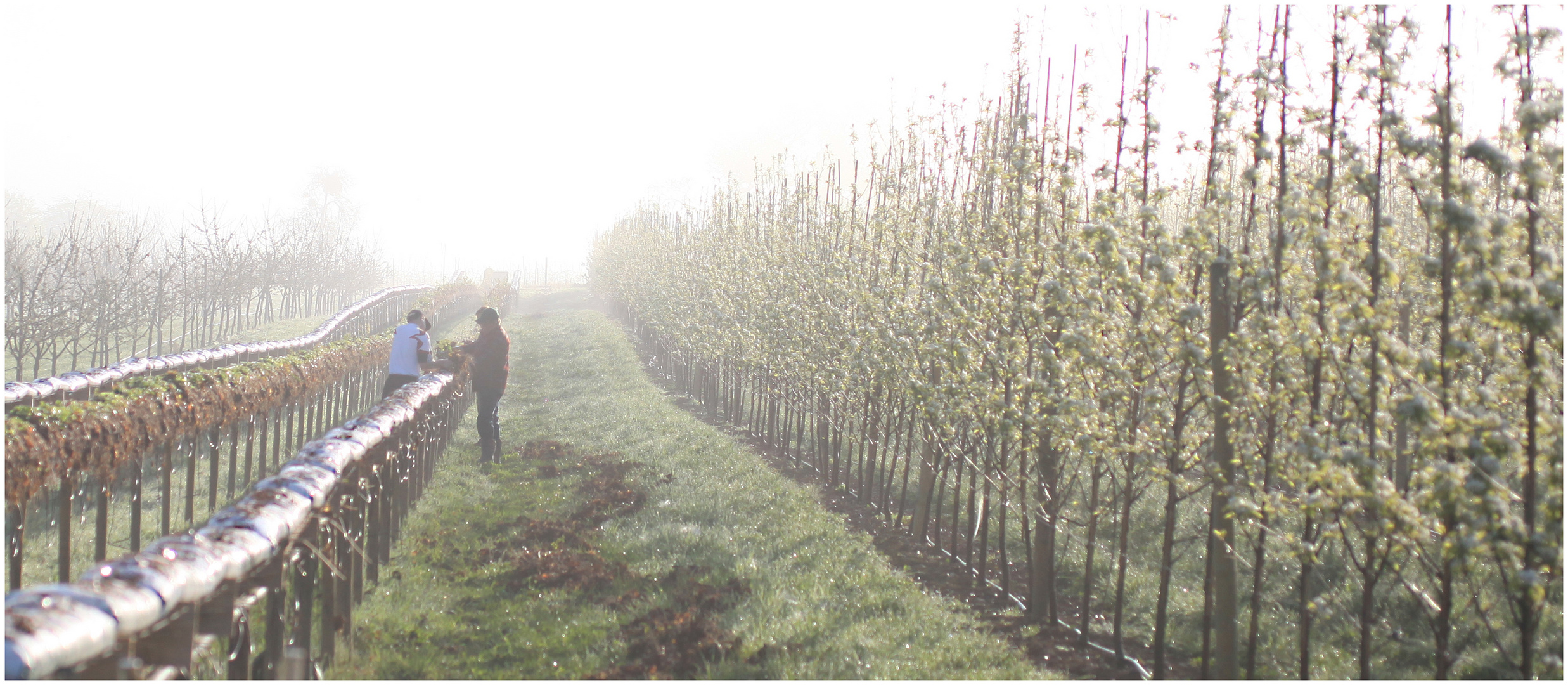 Arbeitsbegin im Erdbeer Beet