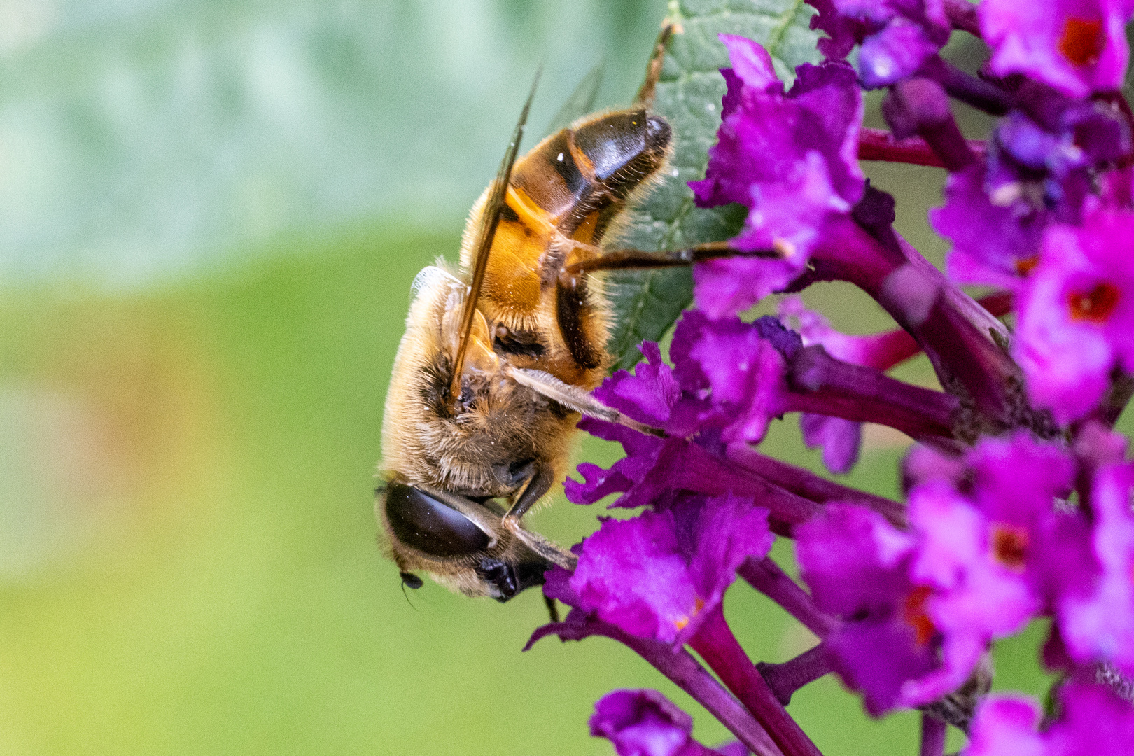 Arbeitsbienen