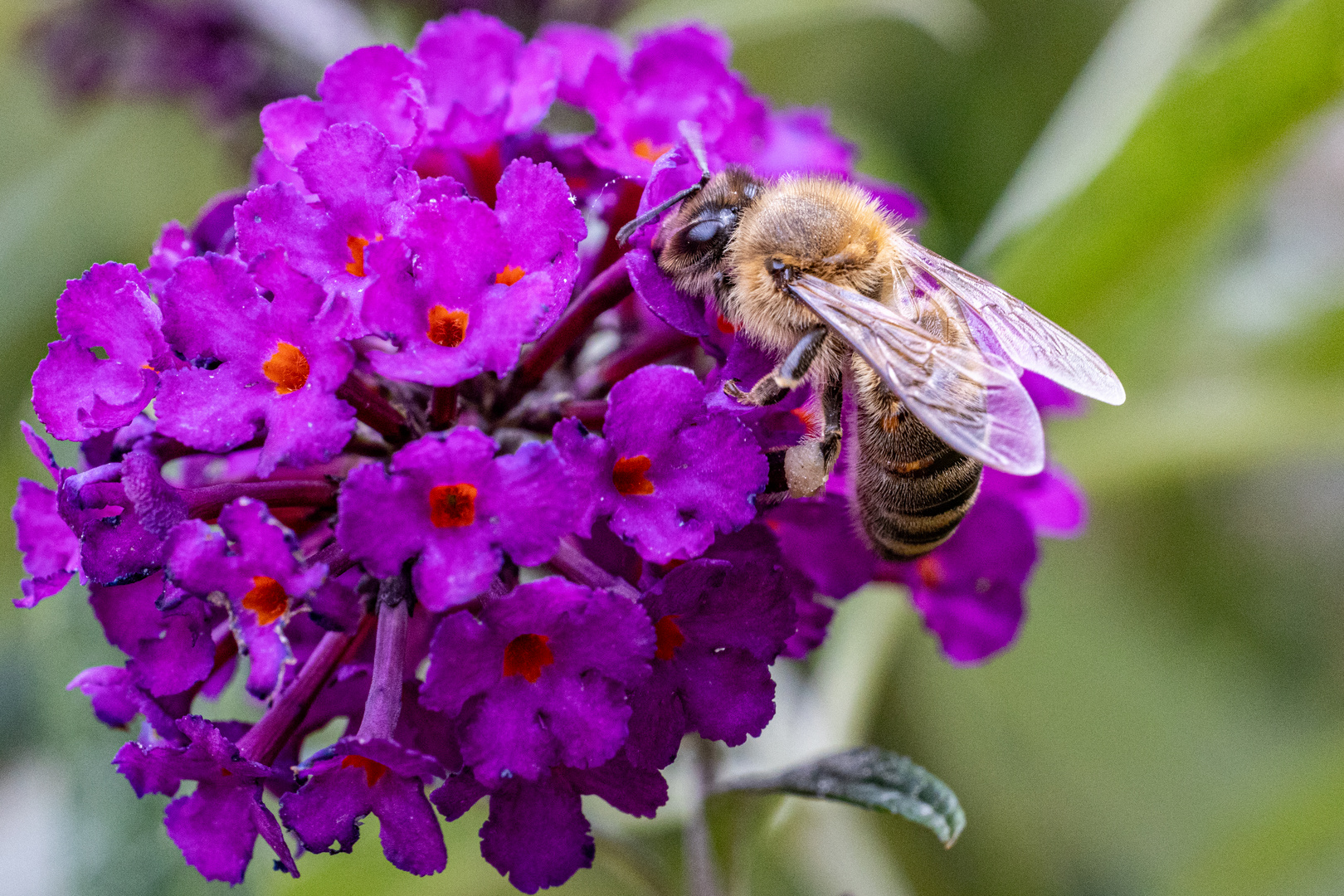 Arbeitsbienen