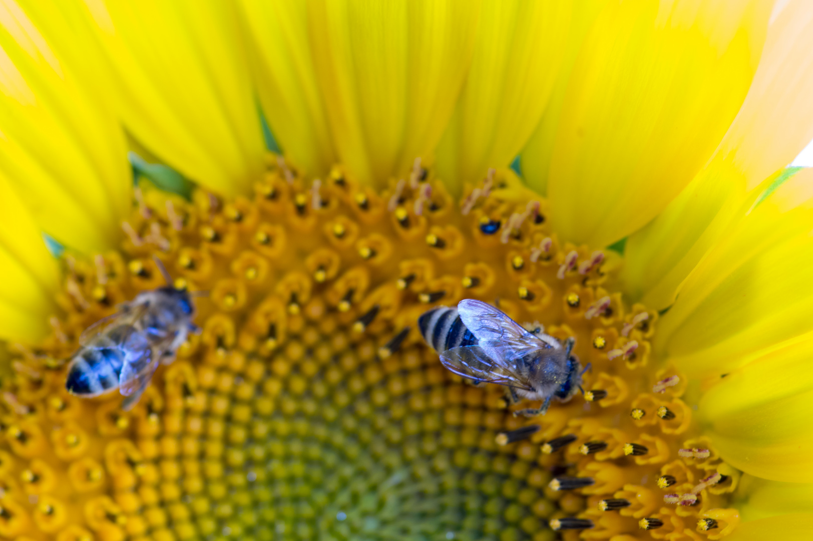 Arbeitsbienen