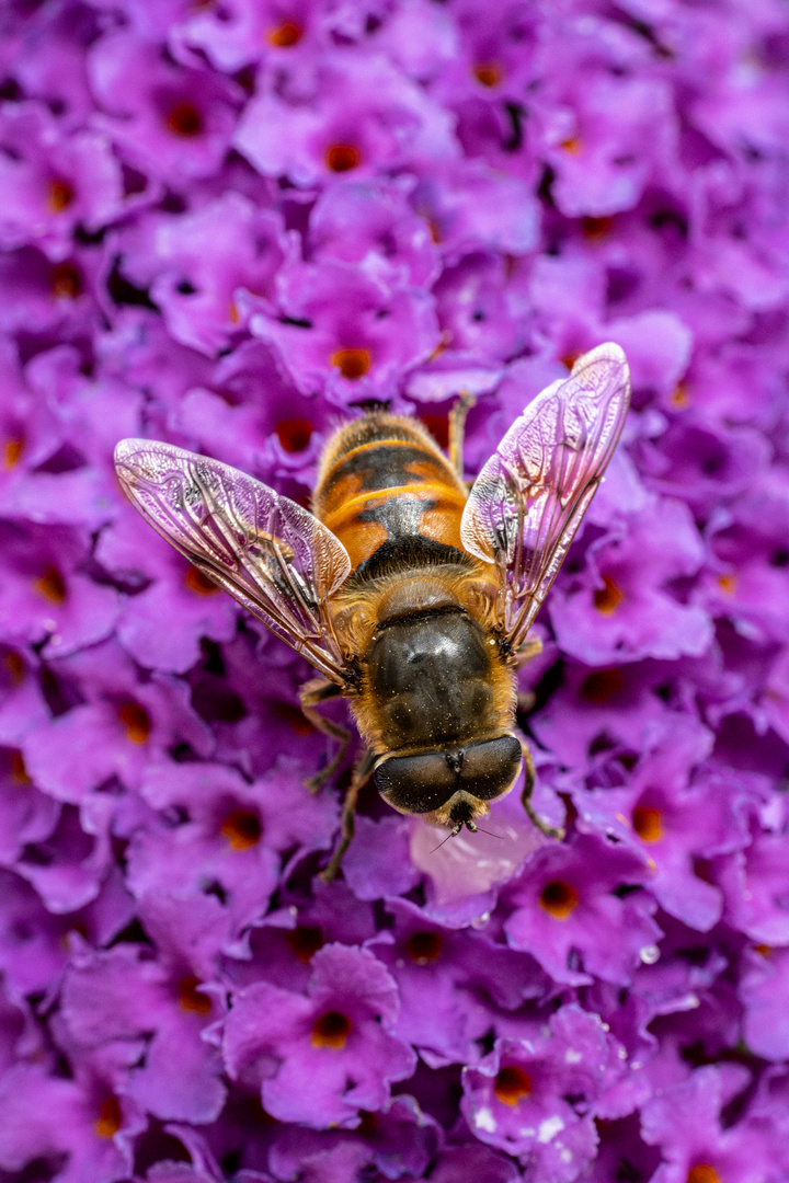 Arbeitsbienen