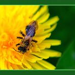 Arbeitseifer 2021-05-15 einer Biene
