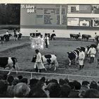 Arbeitseinsatz als Student beim Vet.med. Studium auf der AGRA Landwirtschaftsausstellung