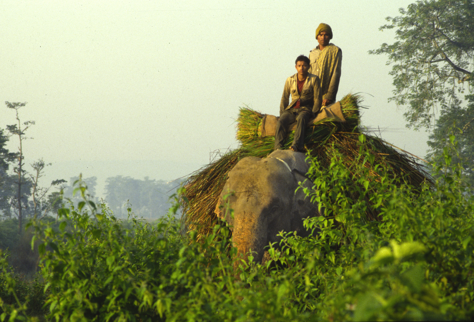 Arbeitselefant Chitwan Nationalpark.