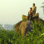 Arbeitselefant Chitwan Nationalpark.