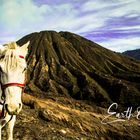 Arbeitspferd auf Mt. Bromo, Indonesien