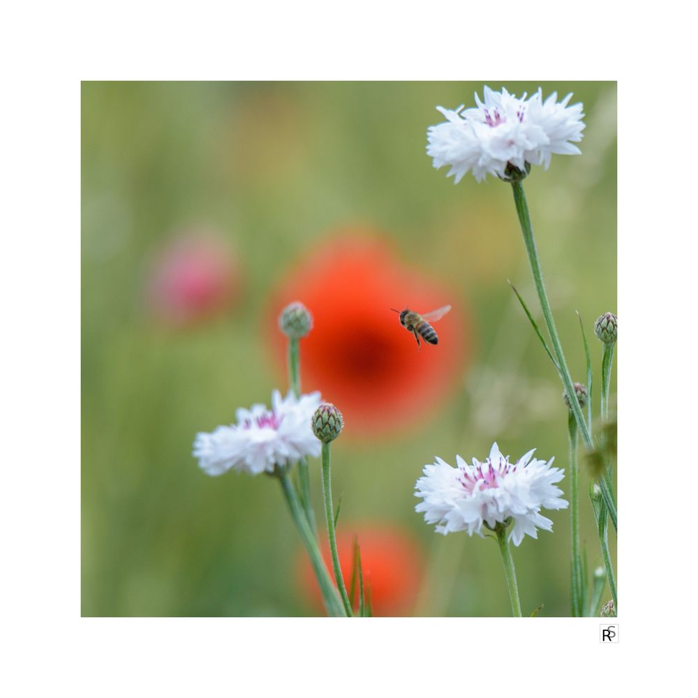 Arbeitsplatz Blumenwiese