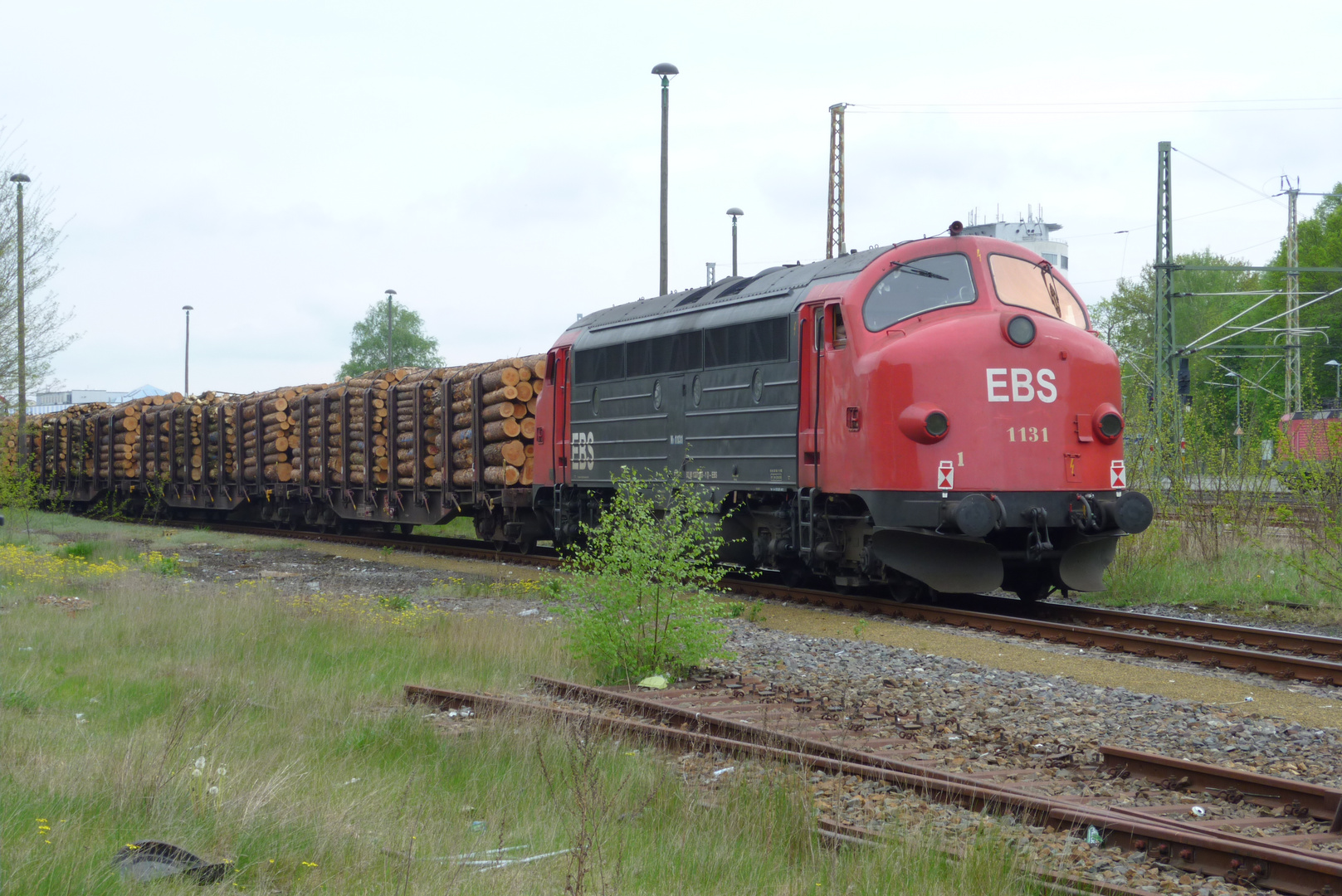 Arbeitstier auf dem Holzweg