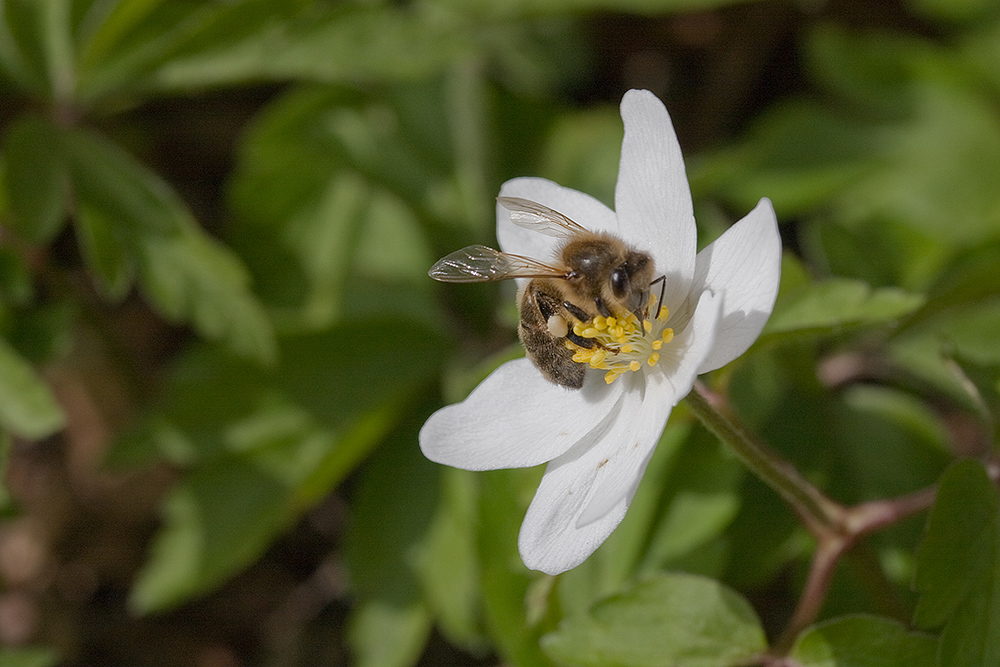 Arbeitstier im Frühling