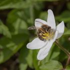 Arbeitstier im Frühling