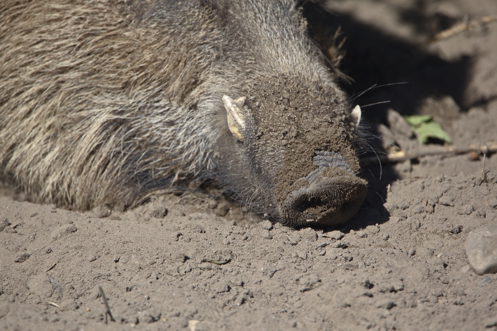 Arbeitswerkzeug eines Wildschweines