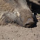 Arbeitswerkzeug eines Wildschweines