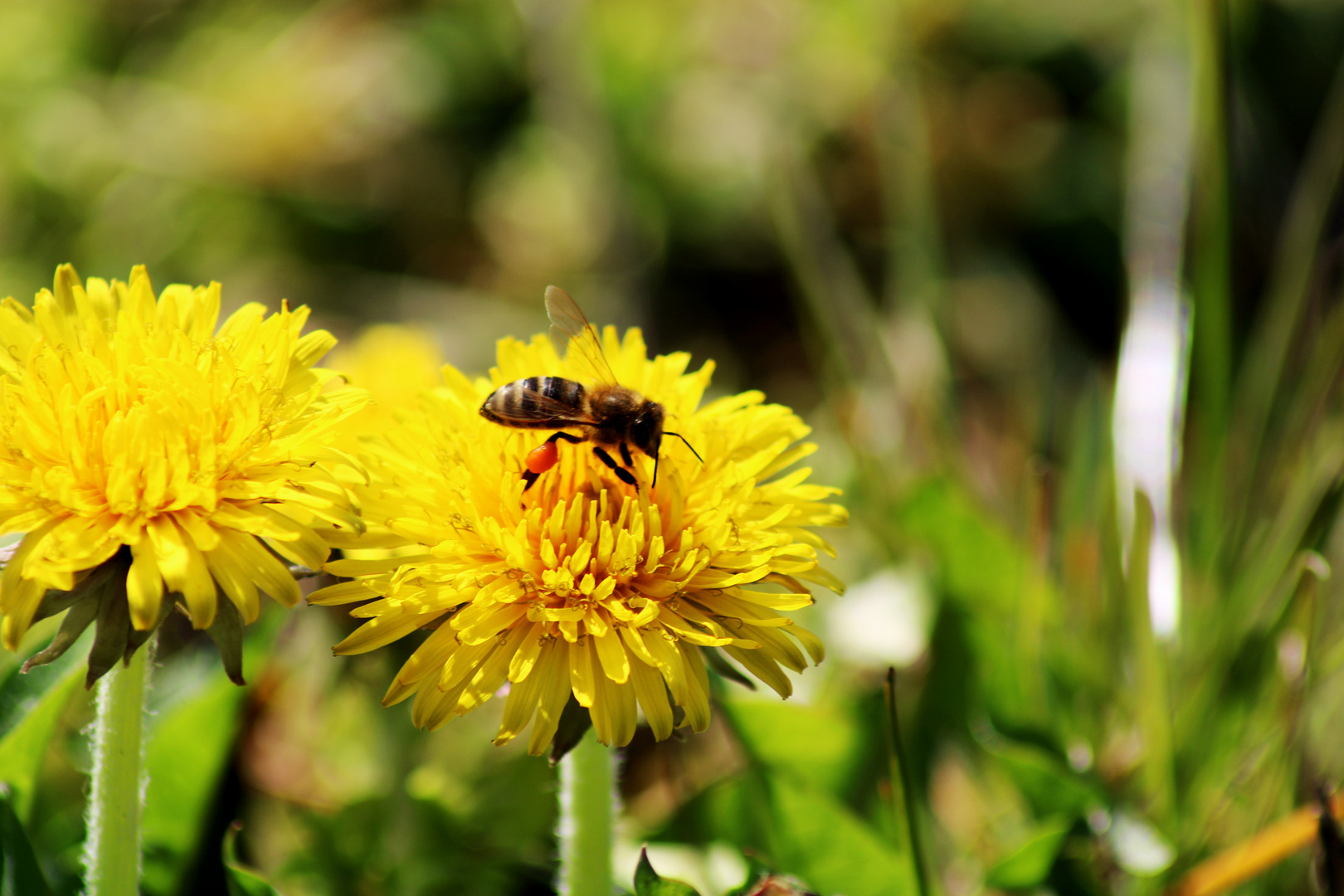 Arbeitszeit der Natur 