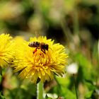 Arbeitszeit der Natur 