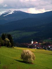 Arberblick im Frühling