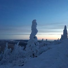 Arbermännchen im Morgenrot