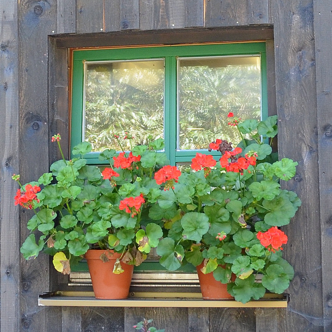 Arberwald, Fenster am Schwellhäusl