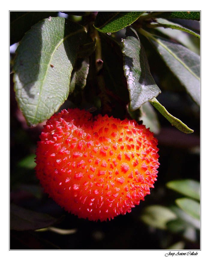 Arboç - Strawberry tree