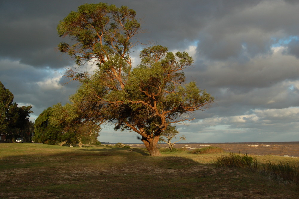 arbol