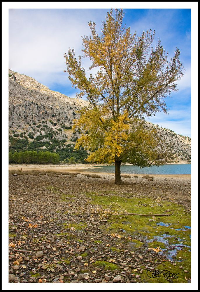 arbol a la orilla del gorg blau