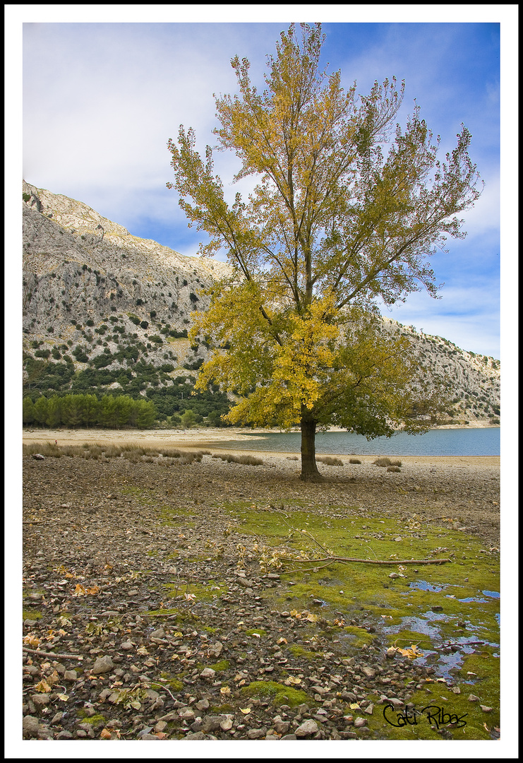 arbol a la orilla del gorg blau