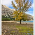 arbol a la orilla del gorg blau