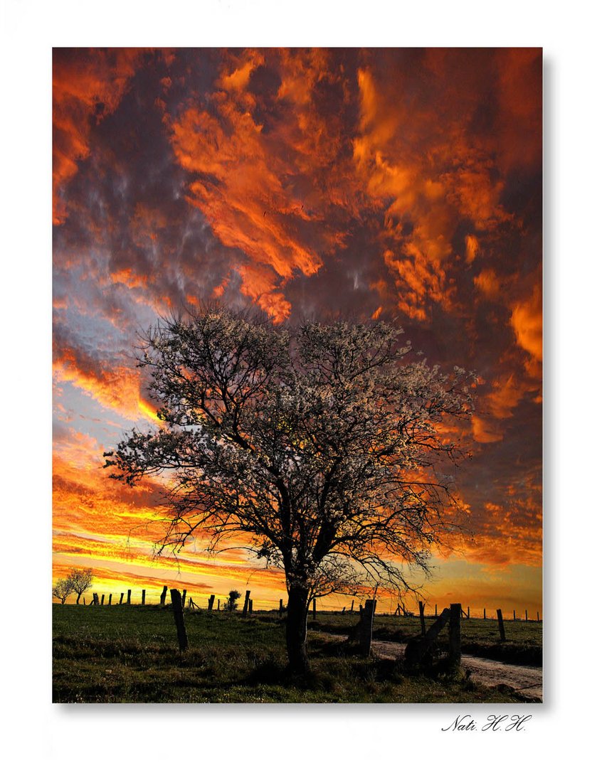 Arbol al atardecer