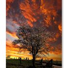 Arbol al atardecer