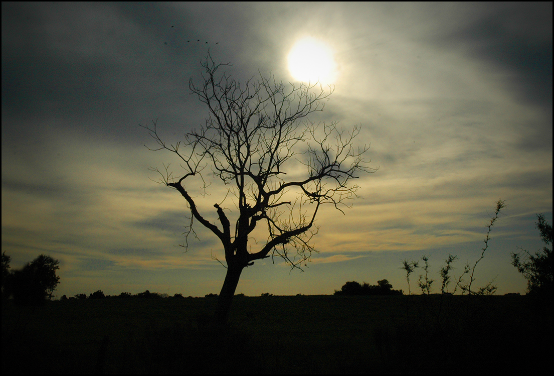 Arbol al atardecer