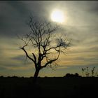 Arbol al atardecer