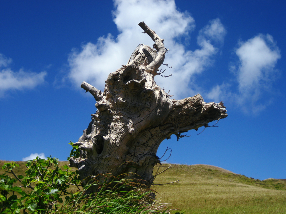 Arbol albino