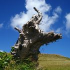 Arbol albino