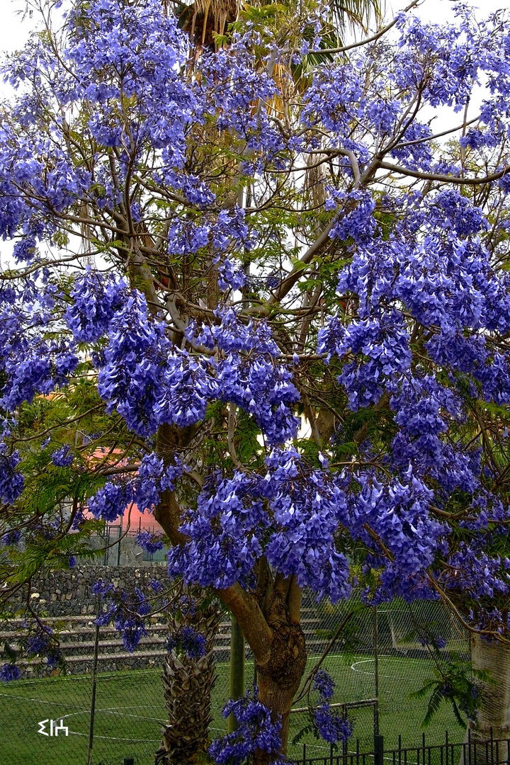 arbol azul