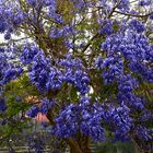 arbol azul