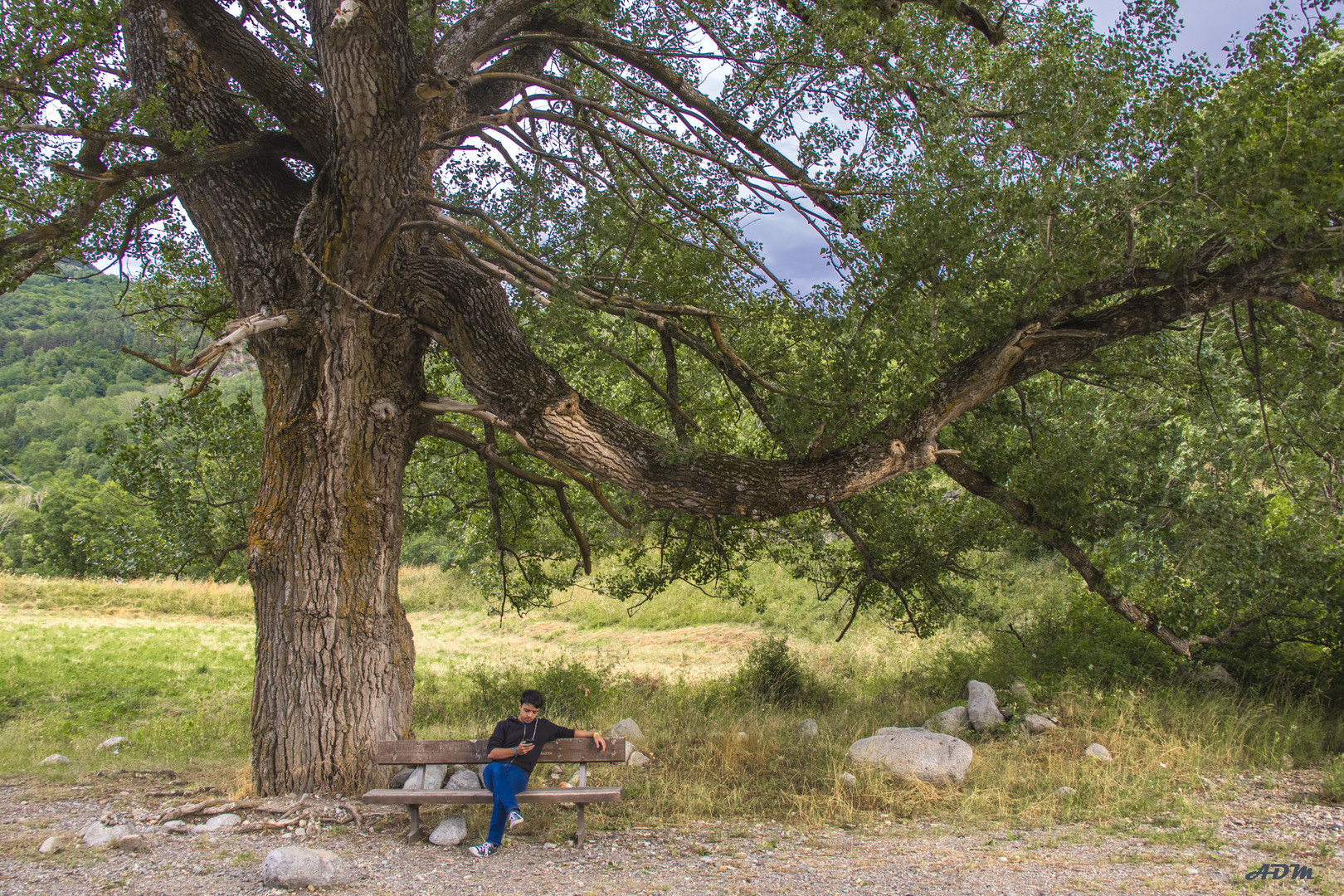 árbol, banco, muchacho, movil