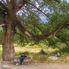 árbol, banco, muchacho, movil