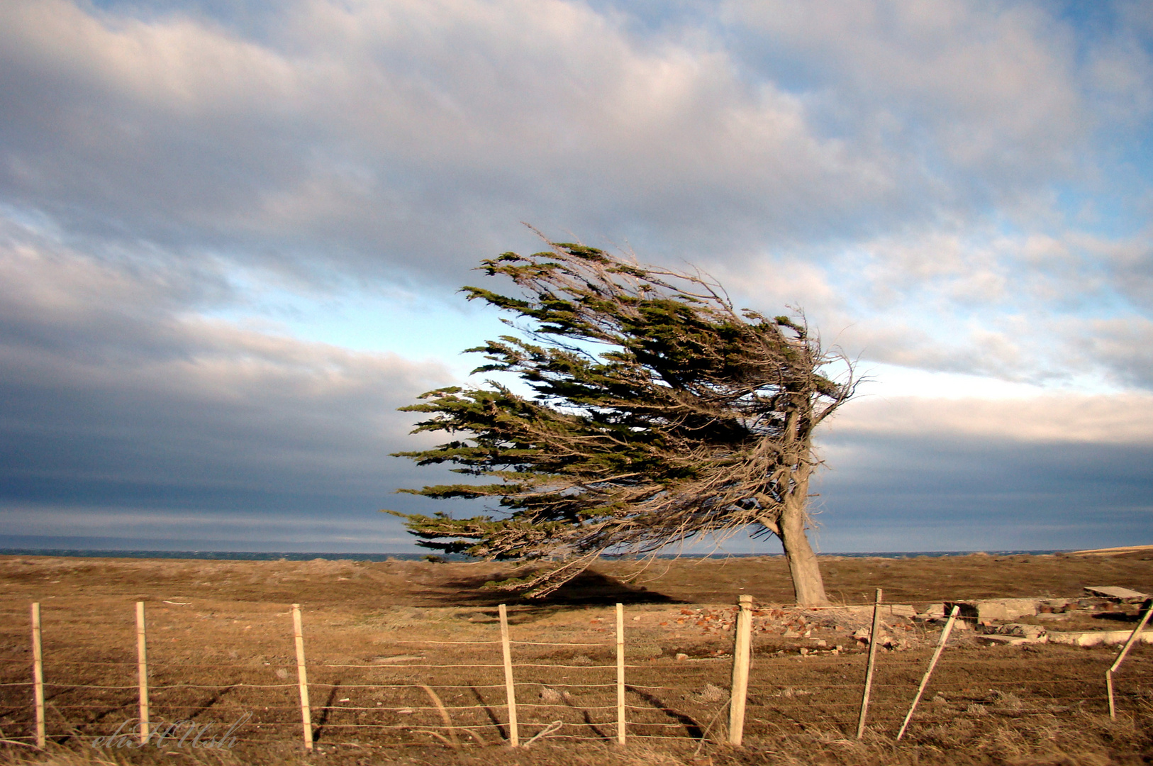 Arbol Bandera