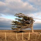 Arbol Bandera