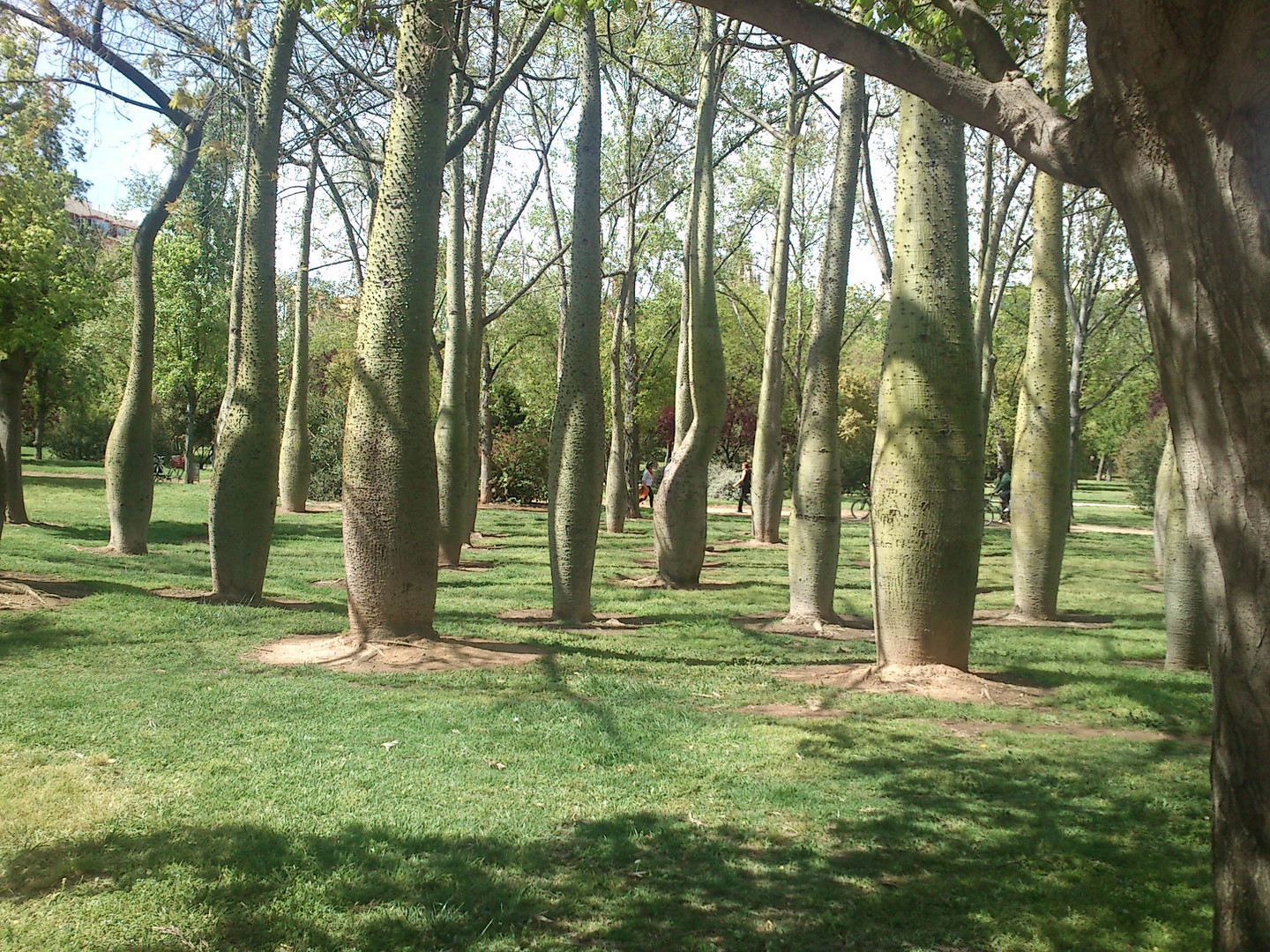 Arbol botella en el cause del rio Turia (Valencia)