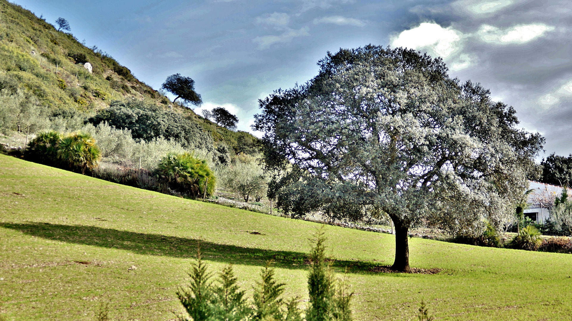 Arbol cano