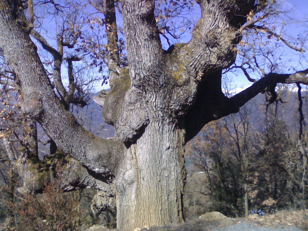 Arbol centenario