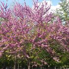 Arbol ..... cerca de la Puerta de Alcala (Parque de El Retiro)