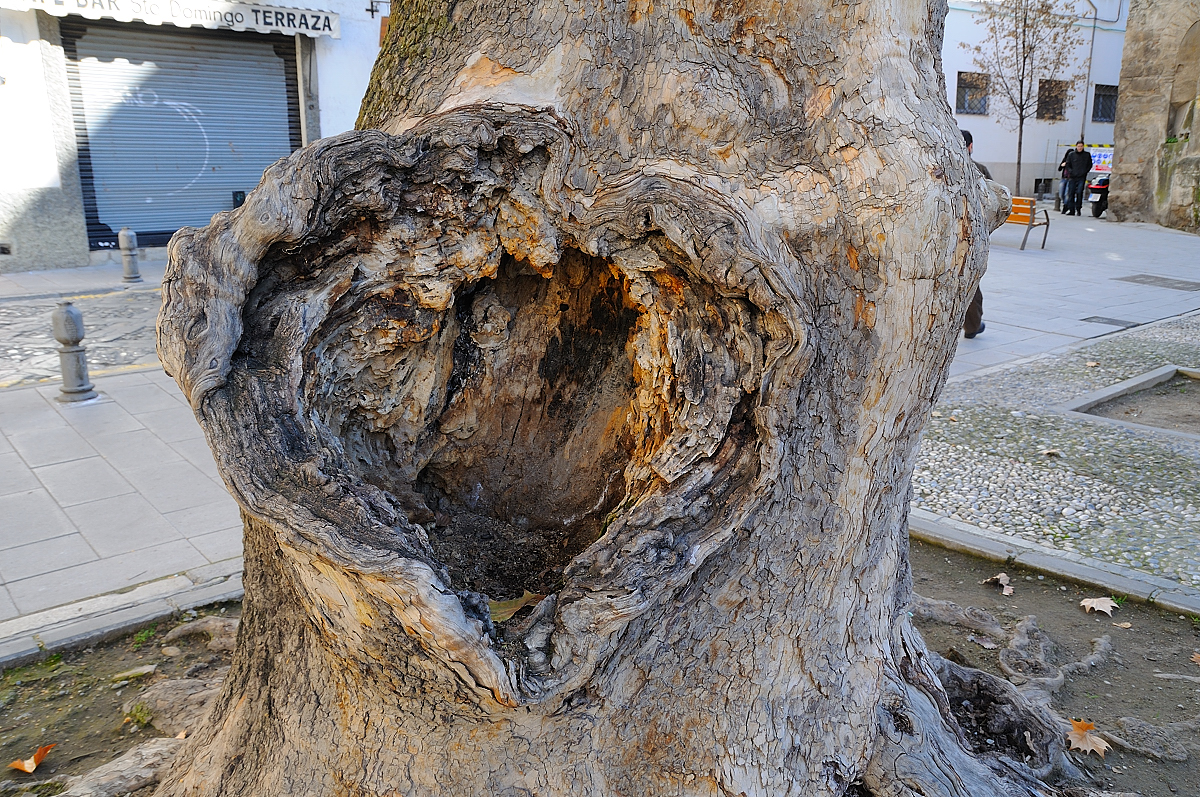 arbol con corazon