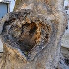 arbol con corazon