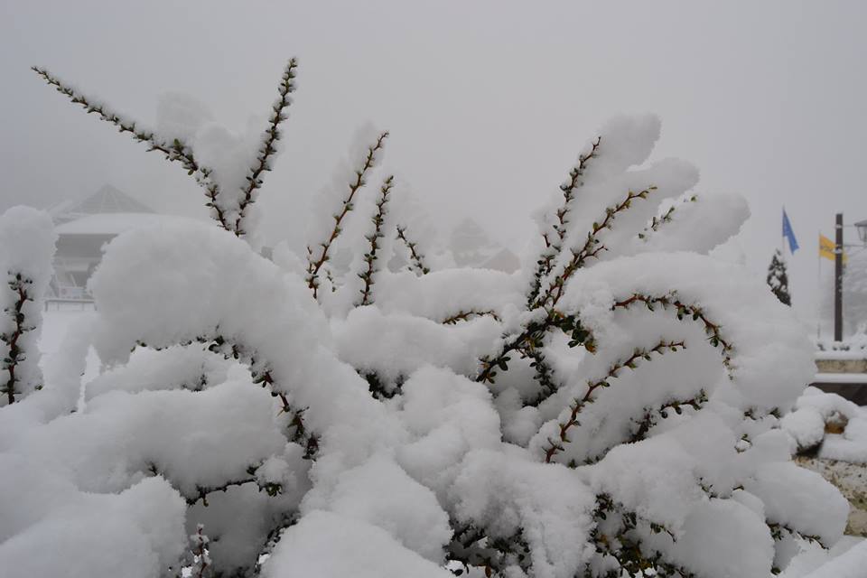 arbol con nieve