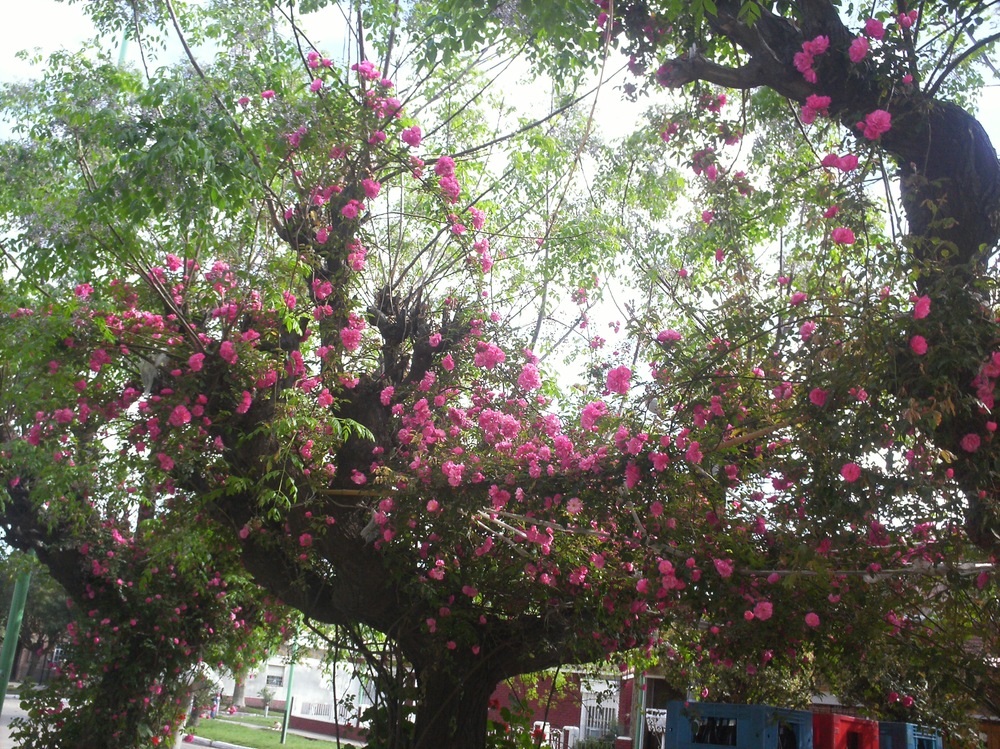 ARBOL CON ROSAS